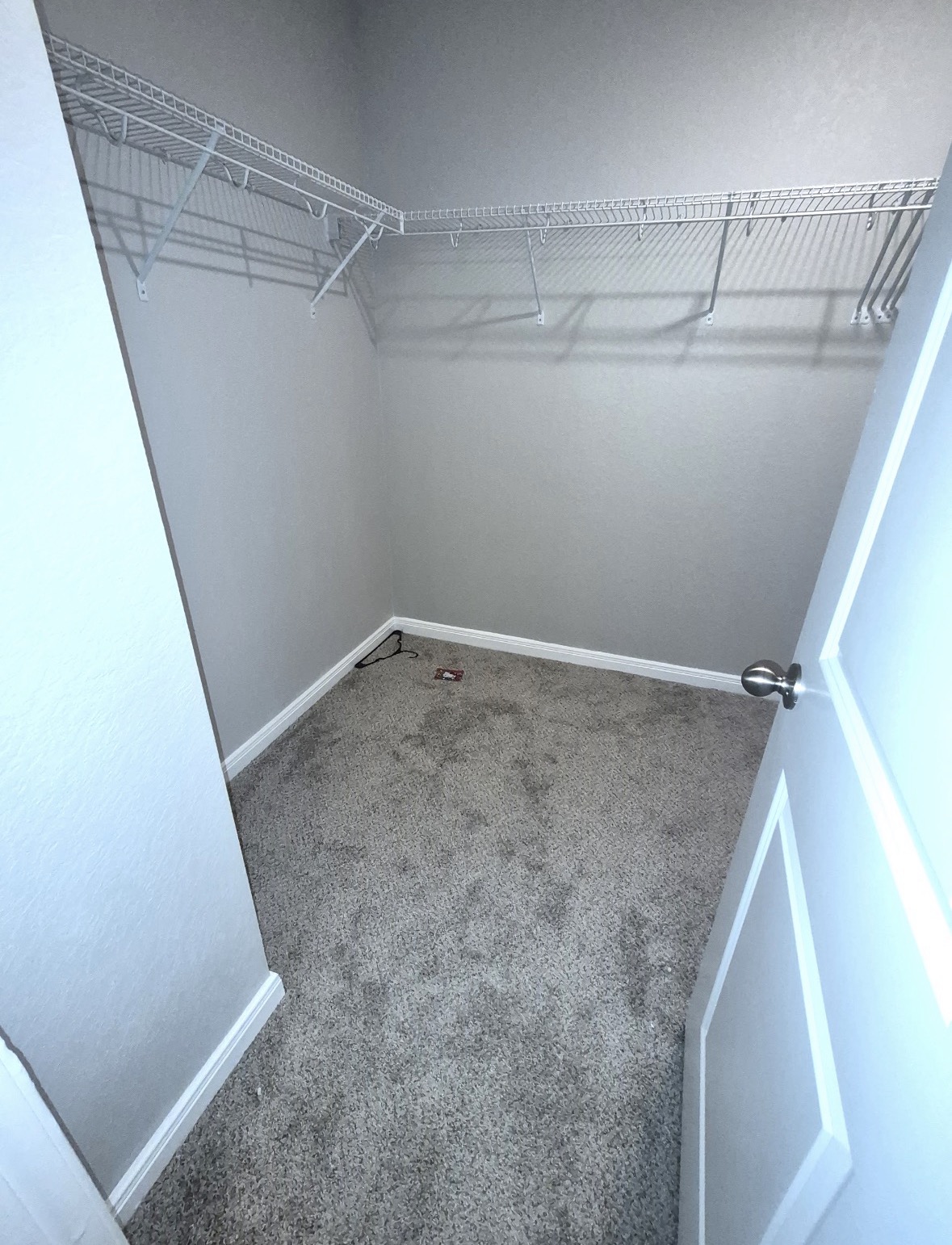 Carpet before vacuuming